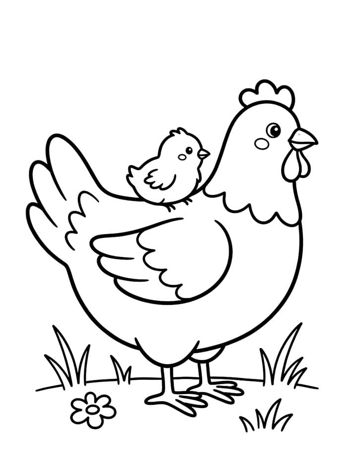 Anak Ayam di Punggung Ayam Betina