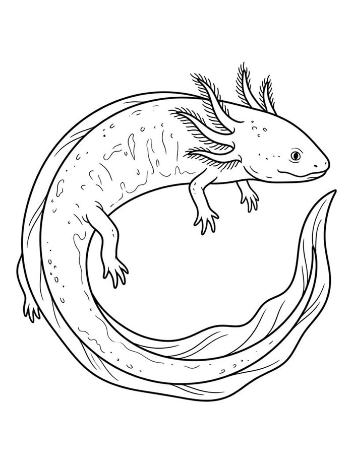 Axolotl berenang berputar-putar