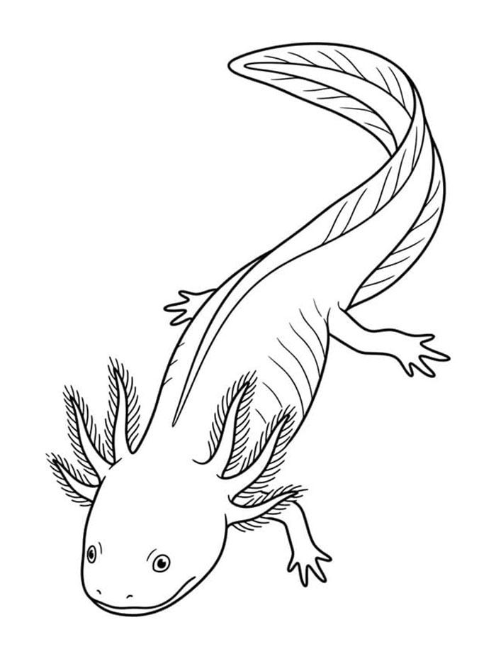 Axolotl berenang ke hilir