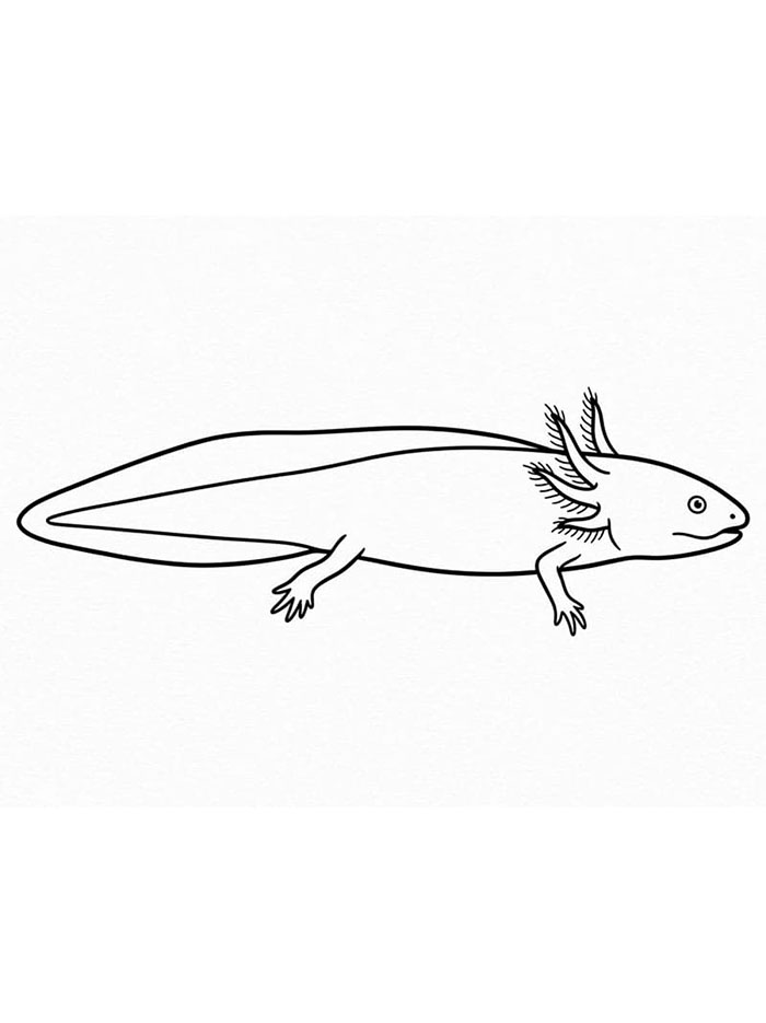 Axolotl berenang