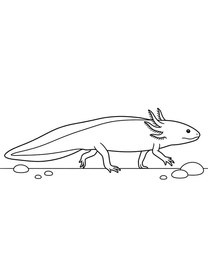 Axolotl itu sedang merangkak