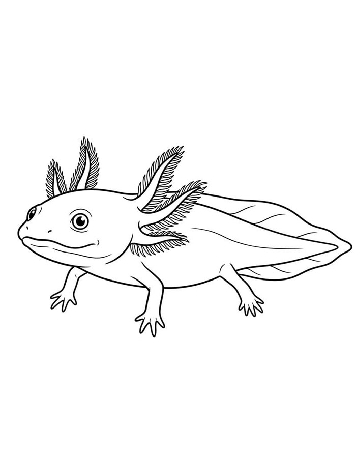 Axolotl itu tampak penasaran