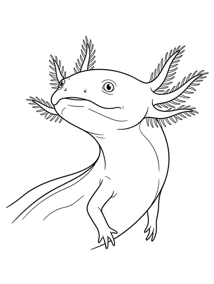 Axolotl mengangkat kepalanya
