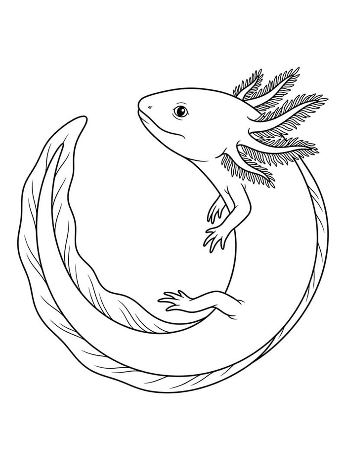 Axolotl meringkuk