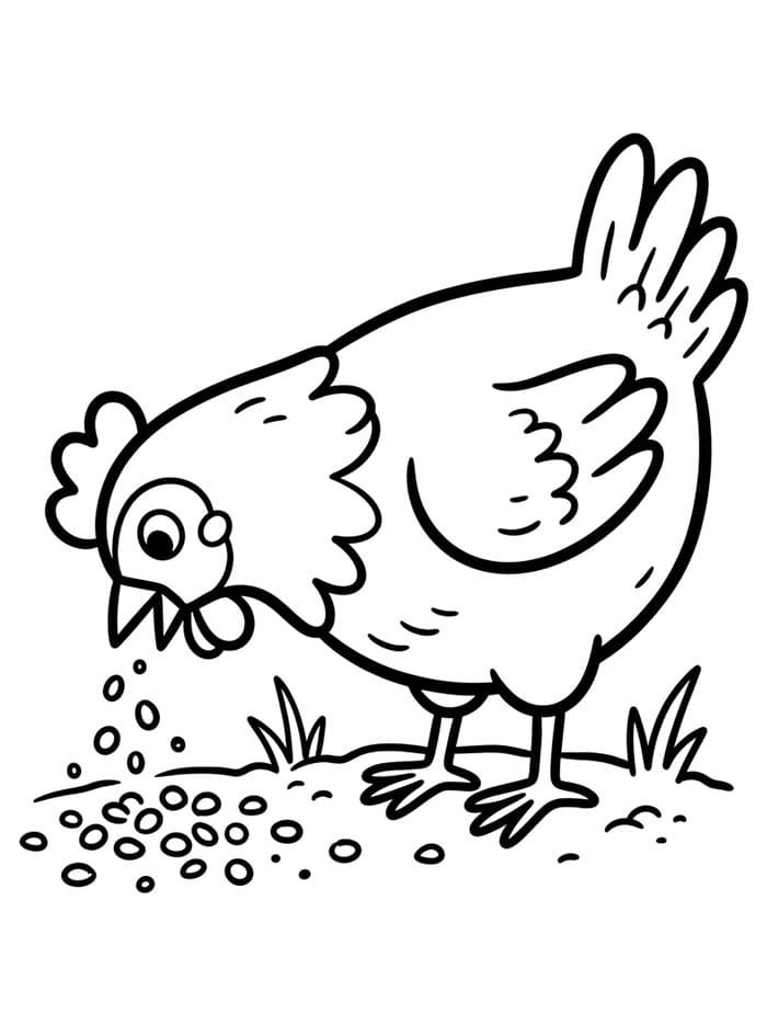 Ayam Betina Mematuk Biji-bijian