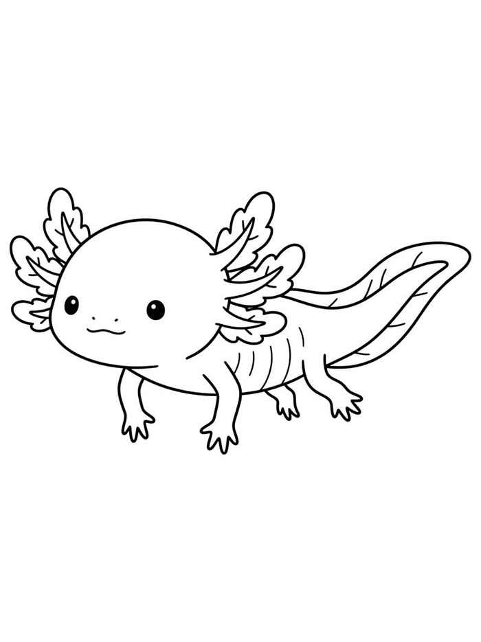 Bayi axolotl