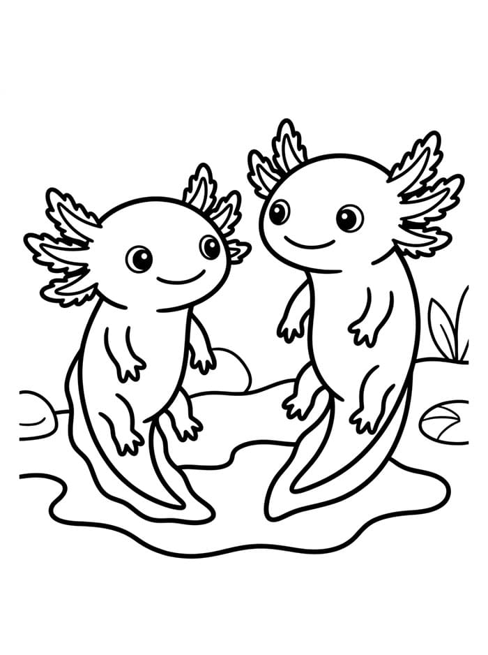 Sepasang axolotl