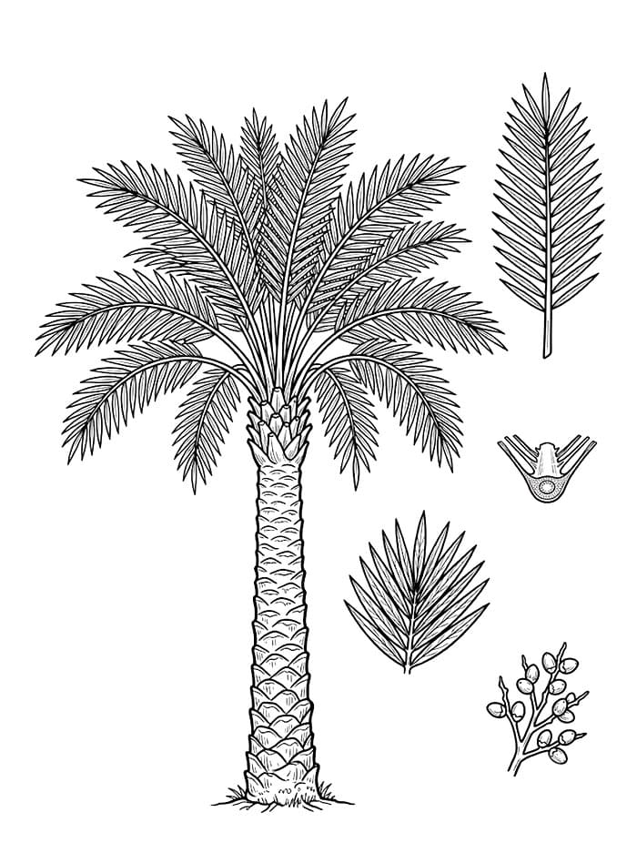 Studi Botani Pohon Palem
