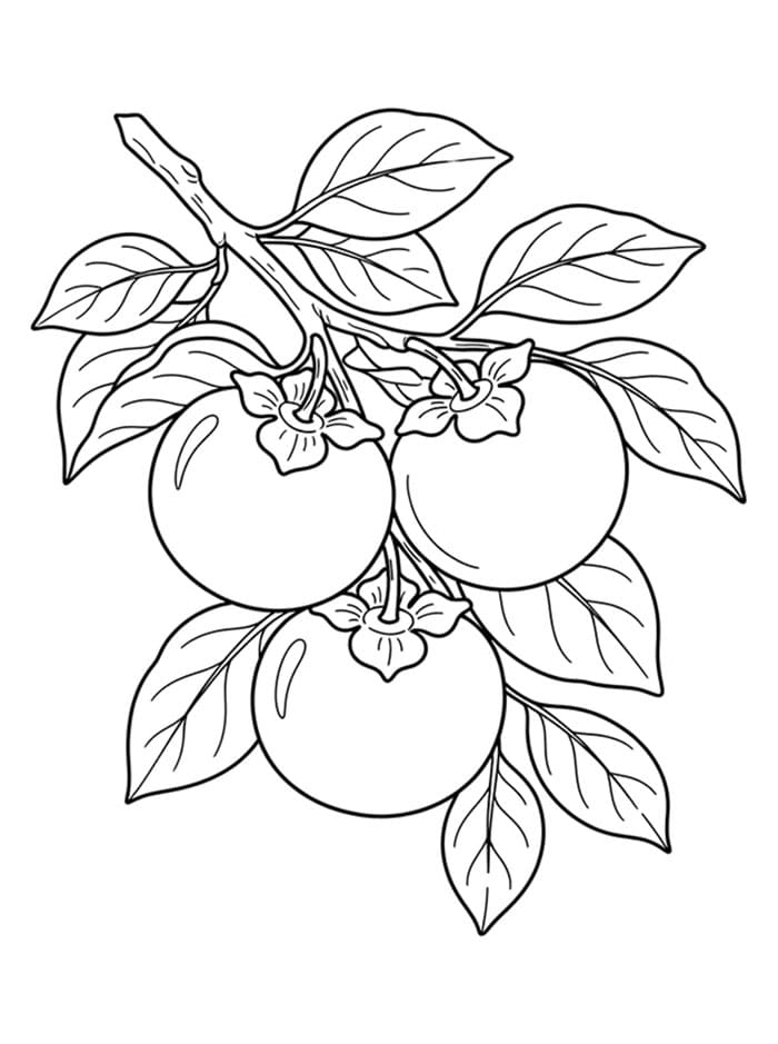 Tiga Buah Kesemek