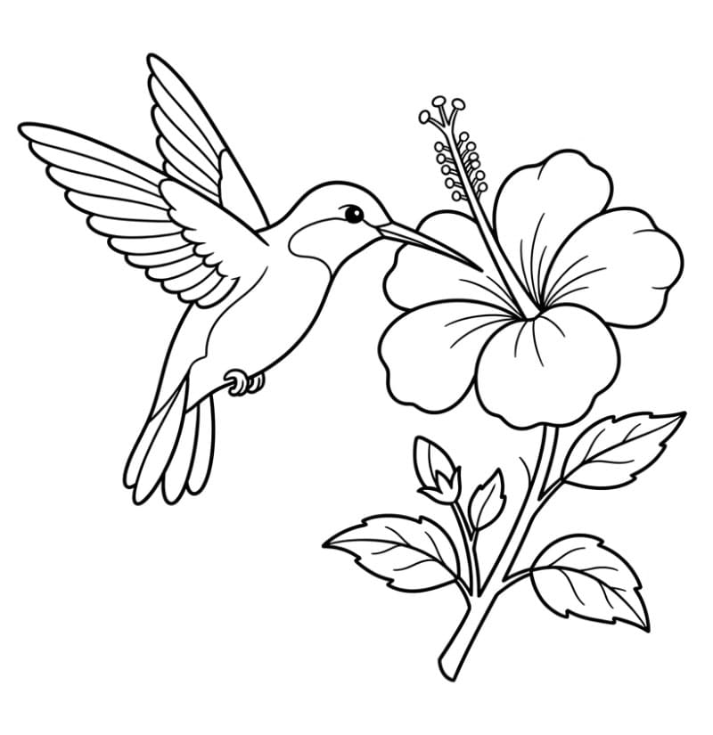 Burung Kolibri dan bunga kembang sepatu