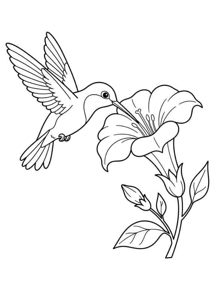Burung Kolibri dan bunga