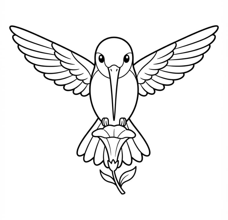 Burung Kolibri dari depan