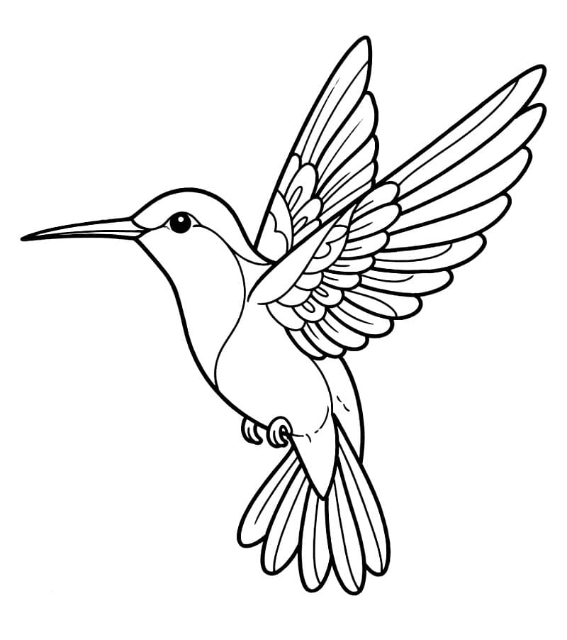 Burung Kolibri Dasar