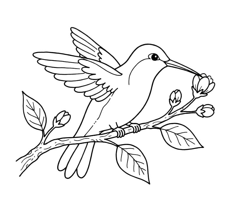 Burung Kolibri di dahan