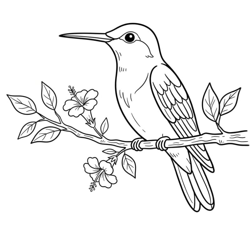 Burung Kolibri di ranting