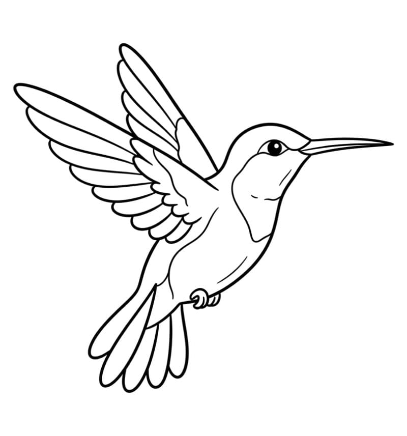 Burung Kolibri Gratis
