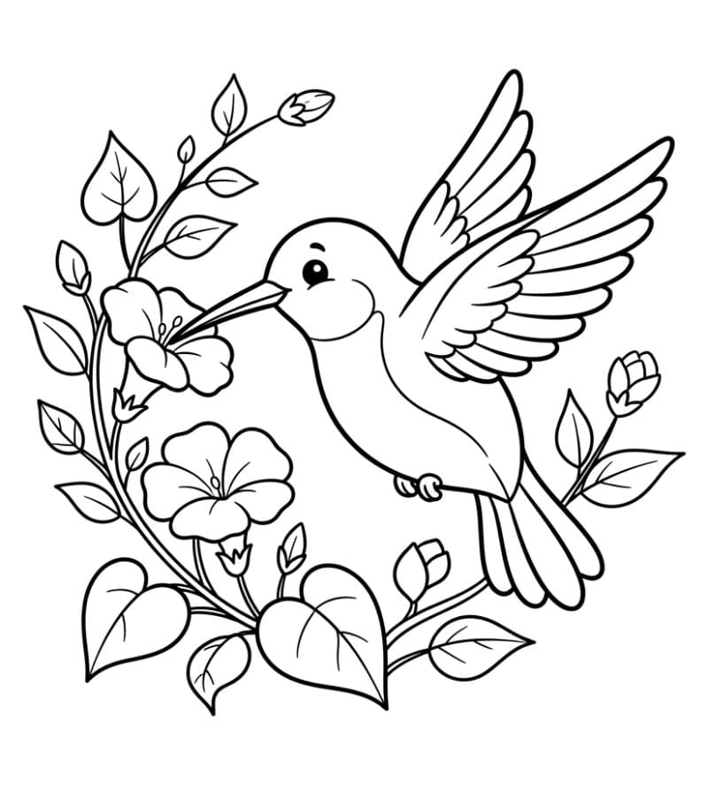 Burung Kolibri Lucu