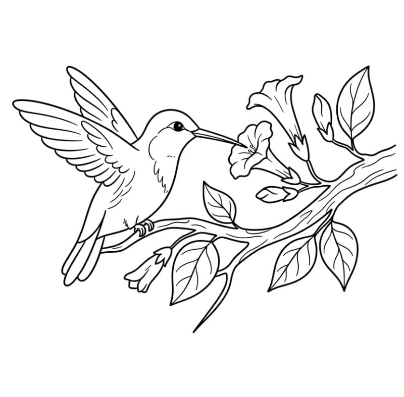 Burung Kolibri makan