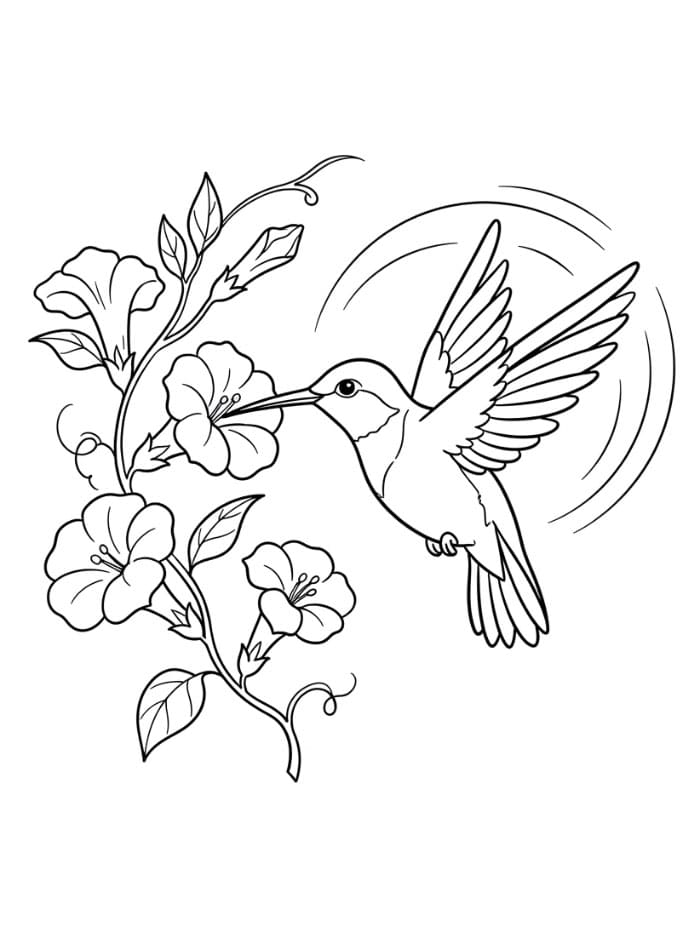 Burung Kolibri melayang