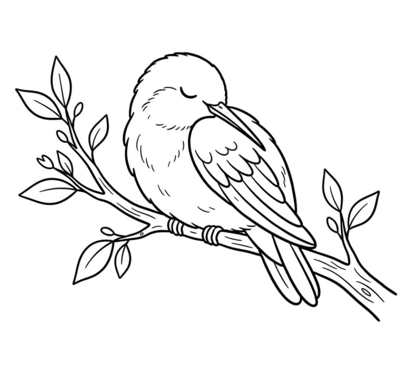 Burung Kolibri tidur
