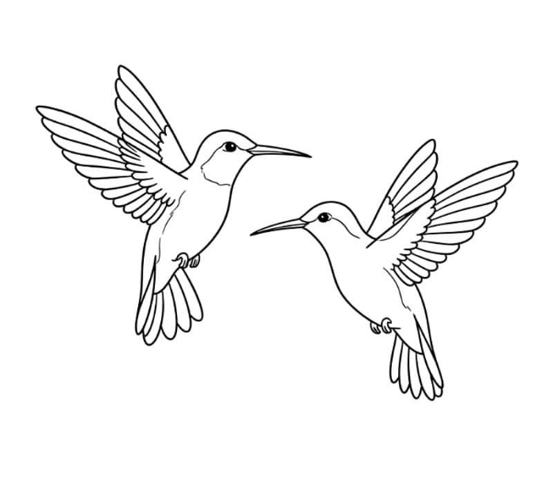 Dua burung kolibri terbang