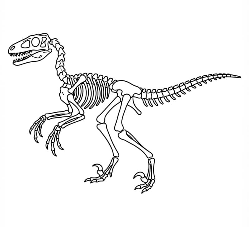 Dua Velociraptor