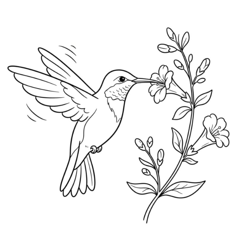 Gambar burung kolibri dari samping, terbang bebas