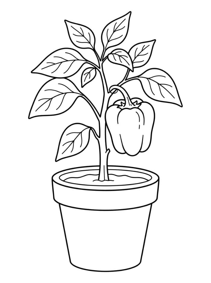 Paprika di dalam pot