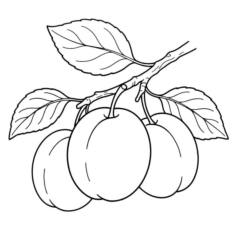 Prem sederhana