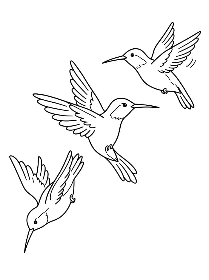 Tiga burung kolibri
