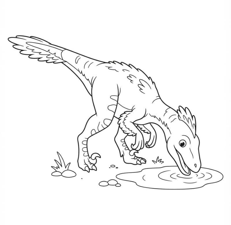 Velociraptor Minum