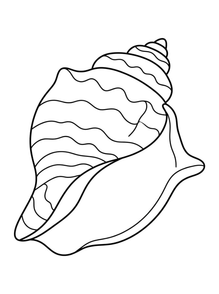 Kerang Laut Keong Gratis