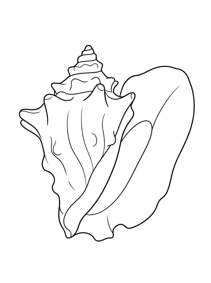 Kerang Laut Keong